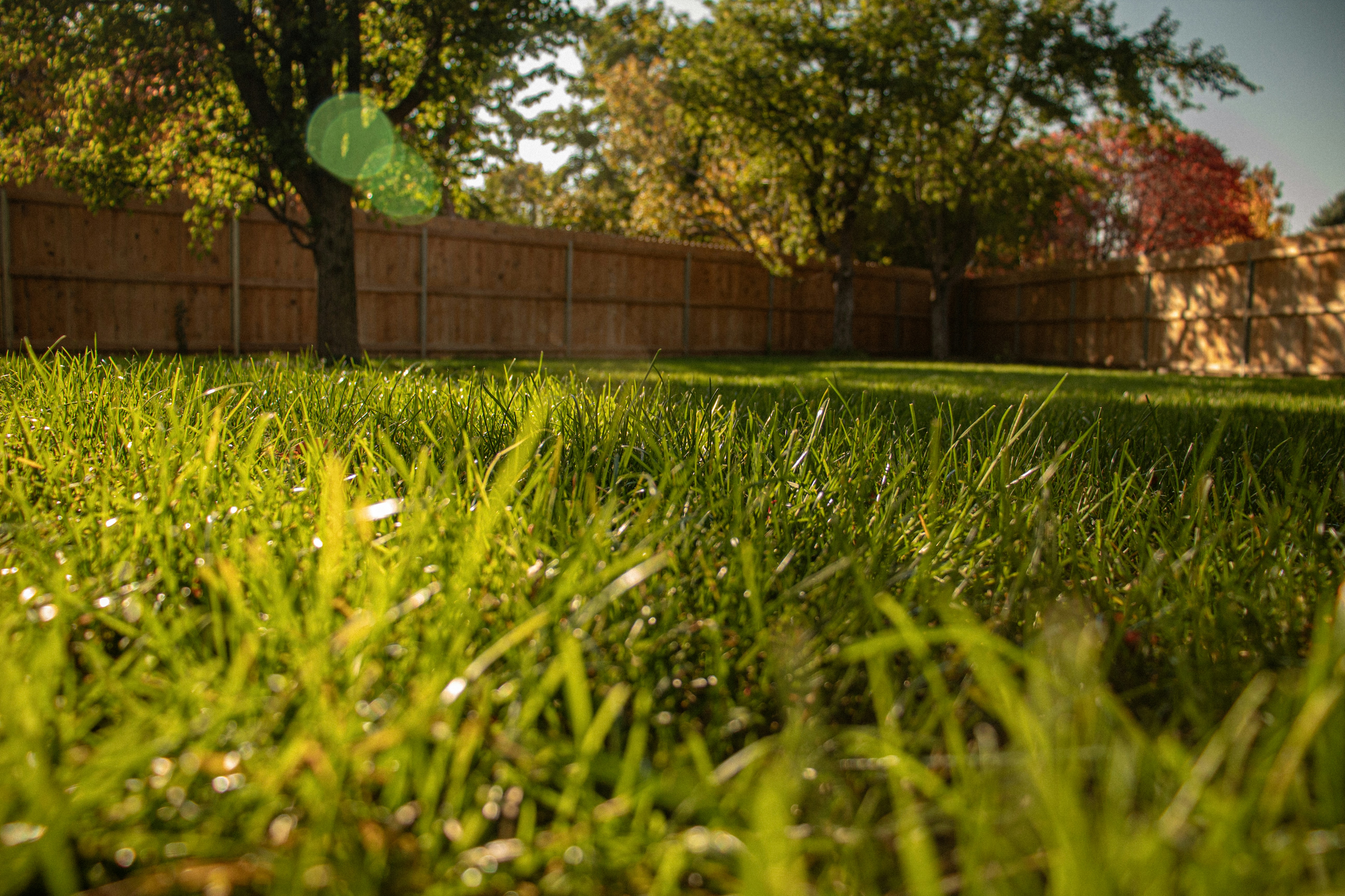Canvas Lawn Care technician on a healthy lawn
