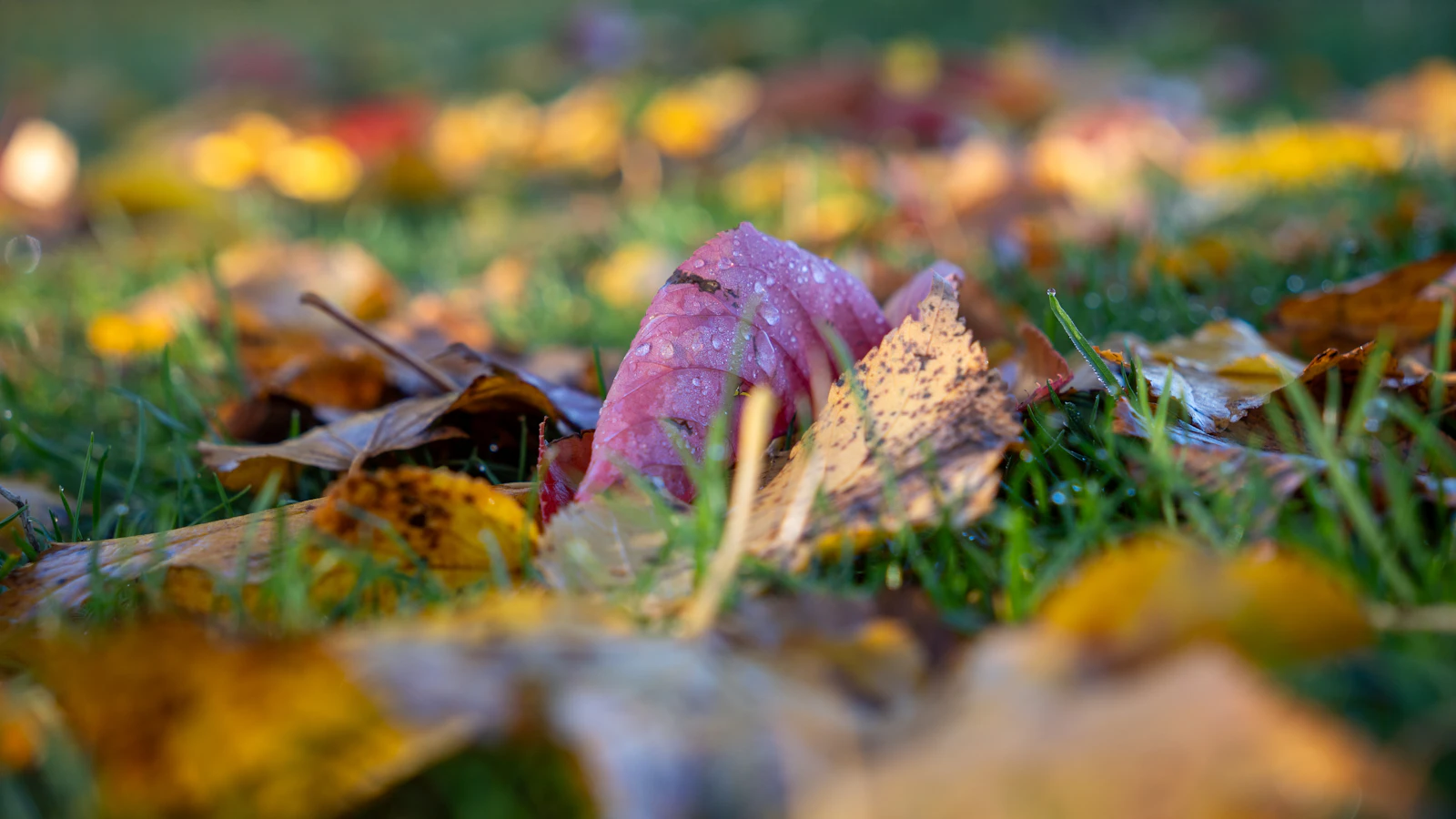 Fallen autumn leaves on green grass