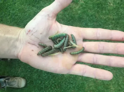 turf-pest-control