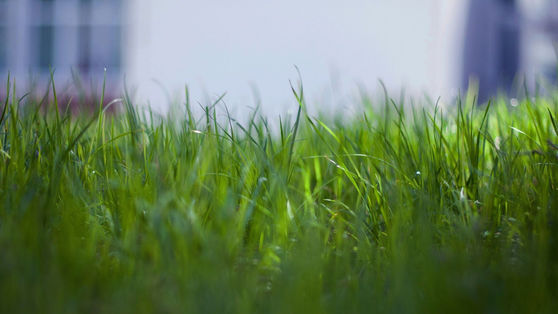 Healthy, well-kept residential lawn