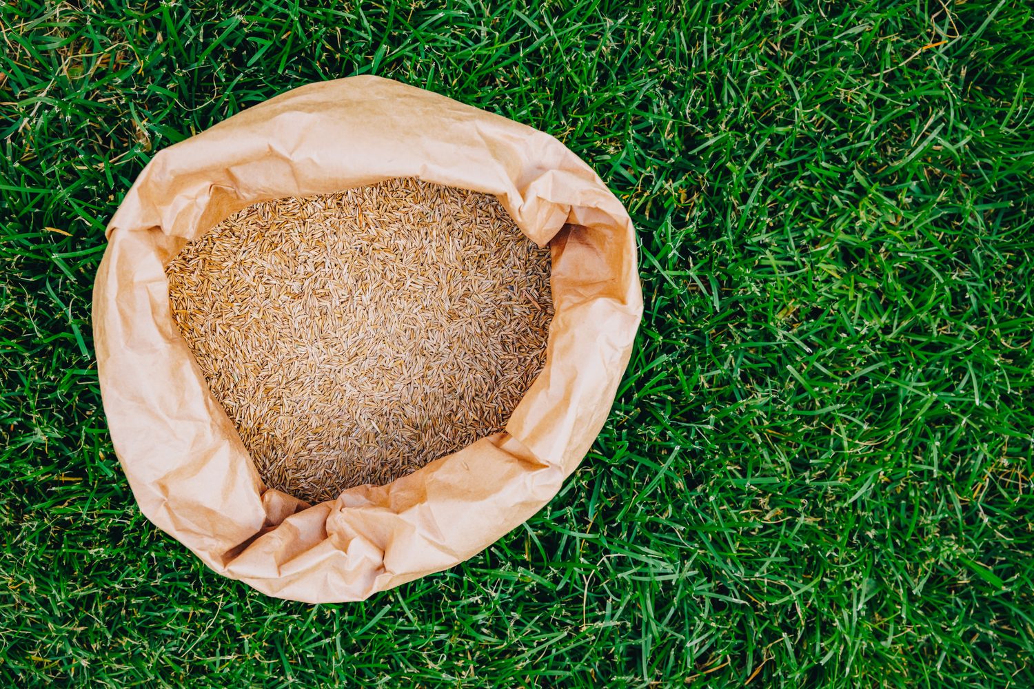 Lawn aeration: soil cores extracted to relieve compaction and improve root growth