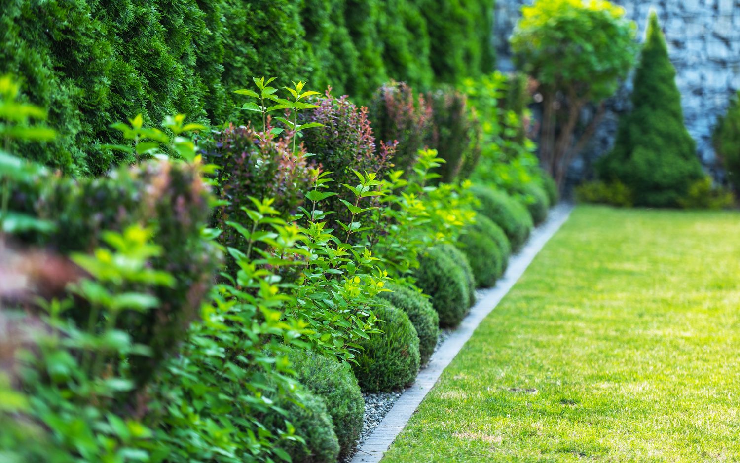 Well-maintained ornamental shrubs and plants in a residential landscape