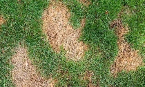 Canvas Lawn & Shrub Care