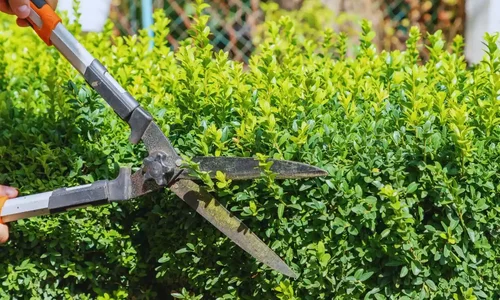 Canvas Lawn & Shrub Care