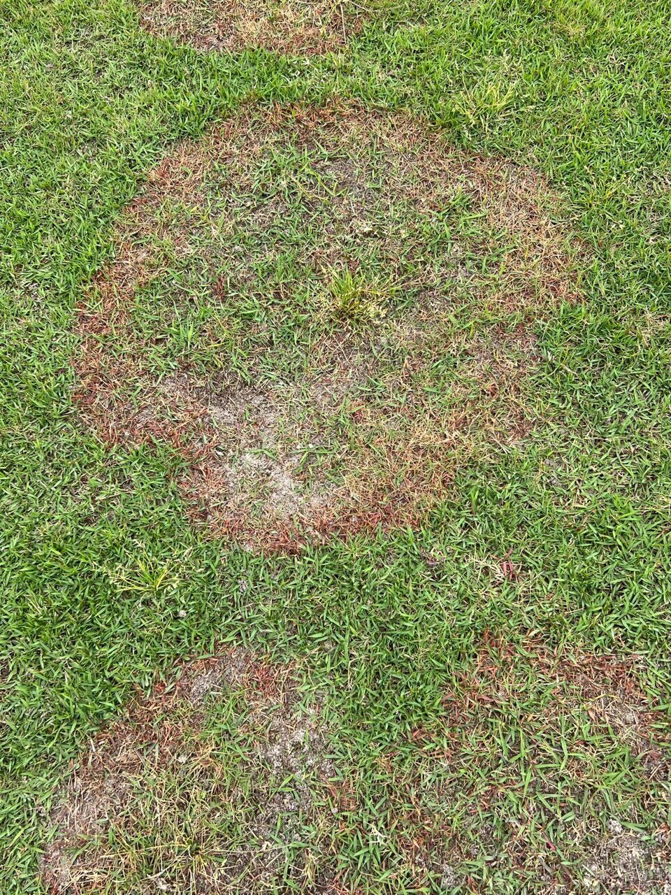 Brown Patch Fungus