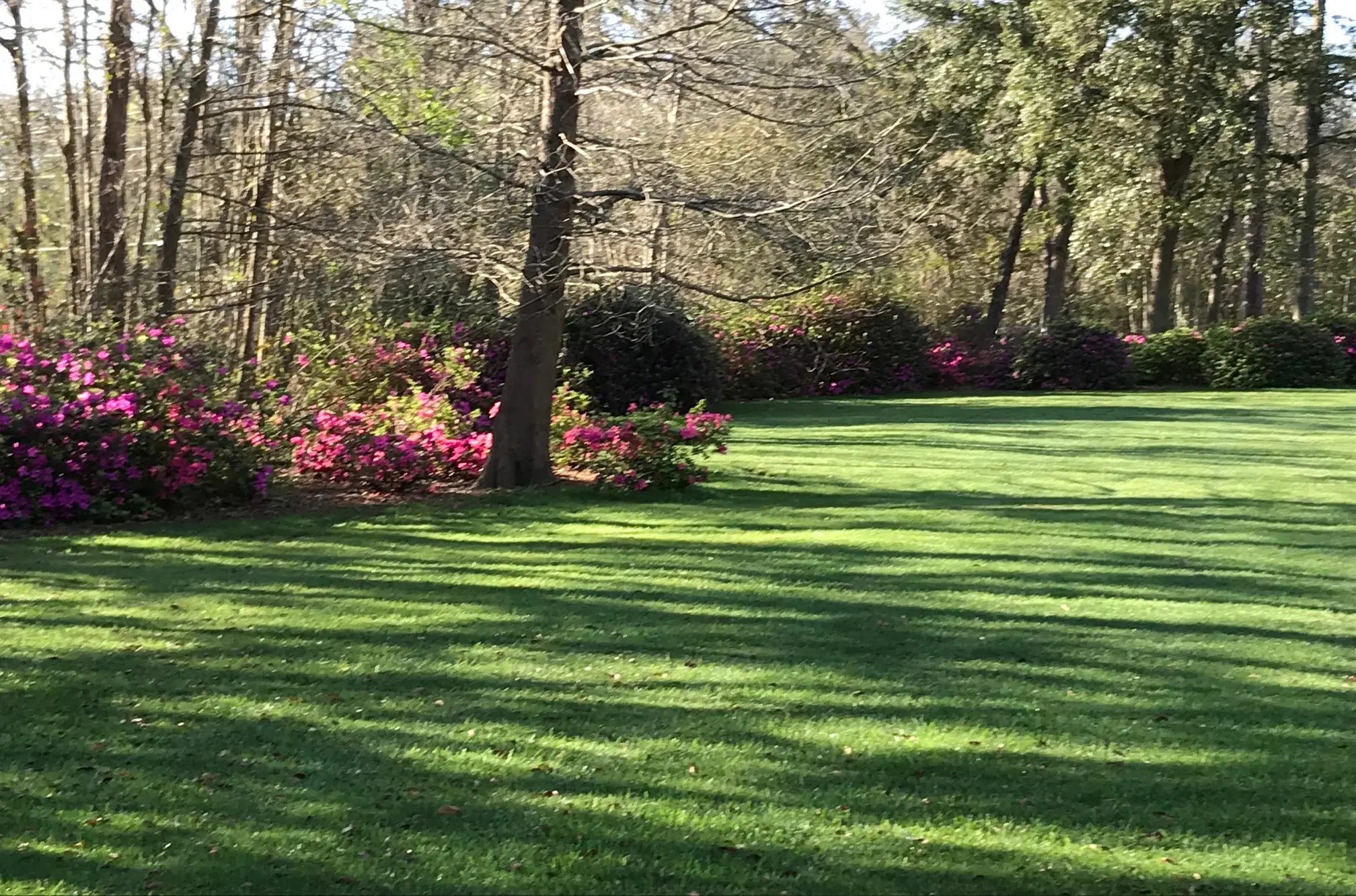 St. Augustine Grass Lawn