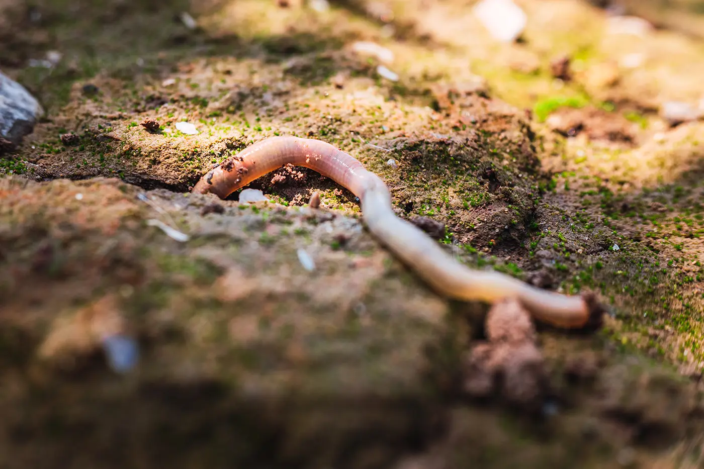 earthworms