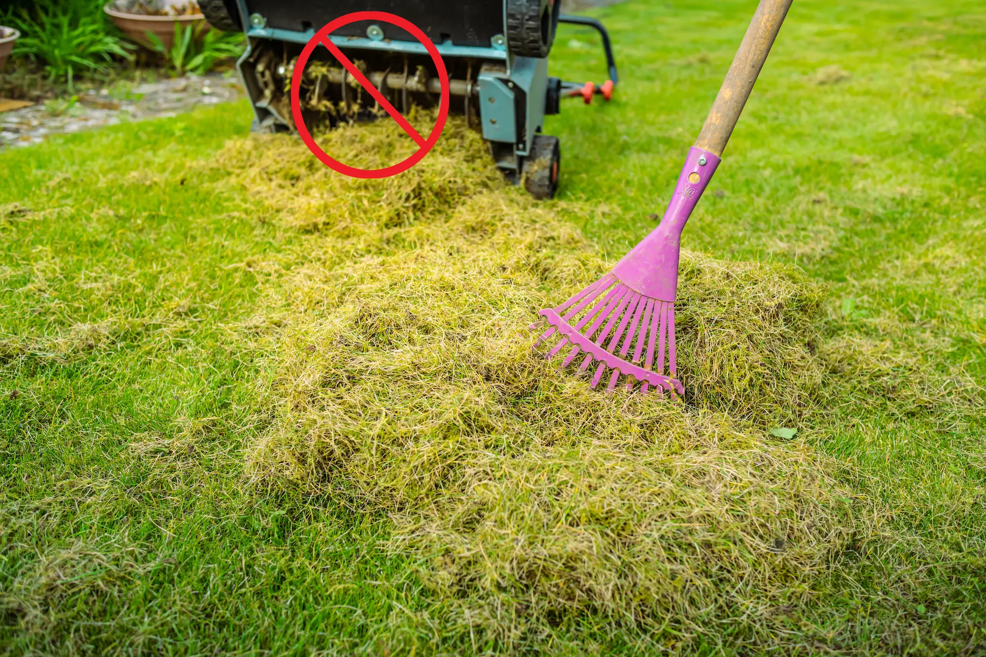 Thatch Management