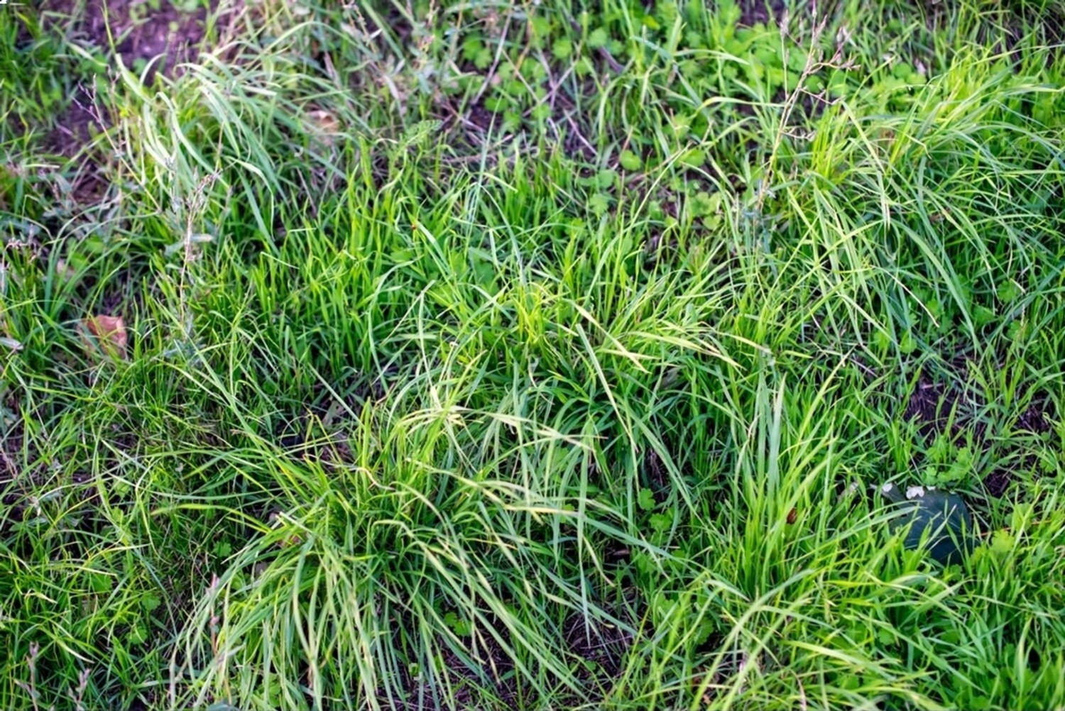 Dense, healthy turf thriving in coastal Mississippi